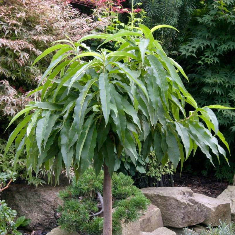 Kölle Bio Zwergpfirsich 'Diamond'® ZaipeviⓈ, Topf 7,5 Liter 3 Kölle Bio Zwergpfirsich 'Diamond'® ZaipeviⓈ, Topf 7,5 Liter - Image 3