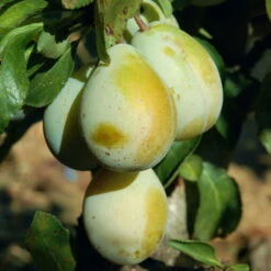 Titelseite 42 Titelseite -Compo Verkaufsgeschäft 0480670032 KB Zwergreneklode Golddust 115637