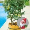 Kölle Bio Zwergbirne 'Garden Pearl® Pyvert', Topf 7,5 Liter 5 Kölle Bio Zwergbirne 'Garden Pearl® Pyvert', Topf 7,5 Liter -Compo Verkaufsgeschäft 0480670047 Zwergbirne Garden Pearl Sta 40 Co 7lt 1 62175