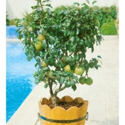 Kölle Bio Zwergbirne 'Garden Pearl® Pyvert', Topf 7,5 Liter -Compo Verkaufsgeschäft 0480670047 Zwergbirne Garden Pearl Sta 40 Co 7lt 62172