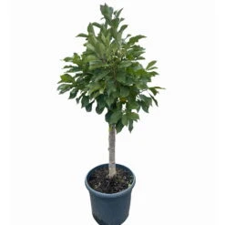 Kölle Bio Zwergsauerkirsche 'Cinderella®', Topf 7,5 Liter -Compo Verkaufsgeschäft 0480670076 KB Zwergsauerkirsche Cinderella 3 115656