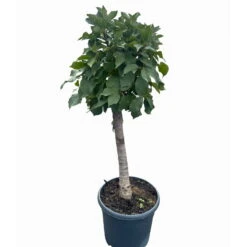 Kölle Bio Zwergsauerkirsche 'Cinderella®', Topf 7,5 Liter -Compo Verkaufsgeschäft 0480670076 KB Zwergsauerkirsche Cinderella 6 115657