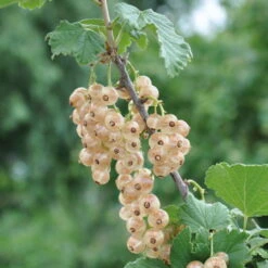 Johannisbeeren 'Weiß/Schwarz', 4er-Set, Topf Je 2 Liter -Compo Verkaufsgeschäft 0480850164 Weisse Versailler weiss F Johannisbeere Fu stamm 3lt 31877