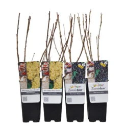 Johannisbeeren 'Weiß/Schwarz', 4er-Set, Topf Je 2 Liter -Compo Verkaufsgeschäft 0480850431 Johannisbeeren Set WEISSSCHWARZ 4er Set Co 2 lt WEB 2 89594