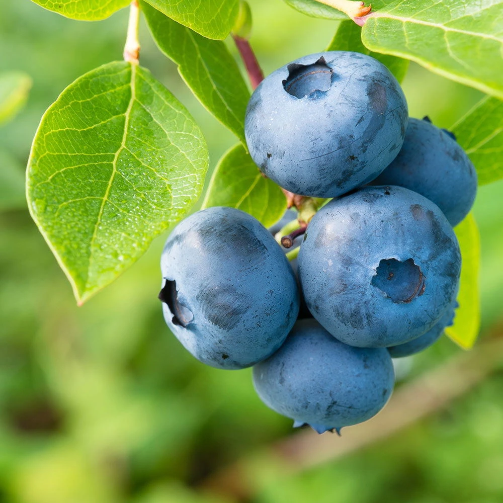 Heidelbeeren 'Klassiker', 4er-Set, Topf Je 2 Liter 3 Heidelbeeren 'Klassiker', 4er-Set, Topf Je 2 Liter - Image 3