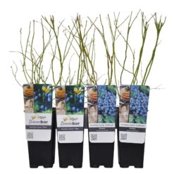 Heidelbeeren 'Klassiker', 4er-Set, Topf Je 2 Liter 9 Heidelbeeren 'Klassiker', 4er-Set, Topf Je 2 Liter -Compo Verkaufsgeschäft 0480890241 Heidelbeeren PatriotGoldtraube mittelspaet Co WEB 3 89597