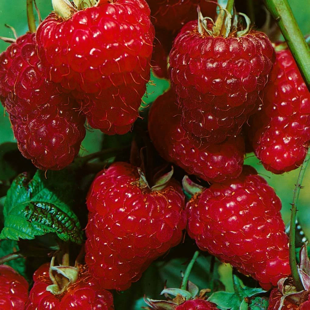 Herbsthimbeeren, Blissy® Autumn Bliss + Zefa 3, 4er-Set, Topf Je 2 Liter 2 Herbsthimbeeren, Blissy® Autumn Bliss + Zefa 3, 4er-Set, Topf Je 2 Liter - Image 2