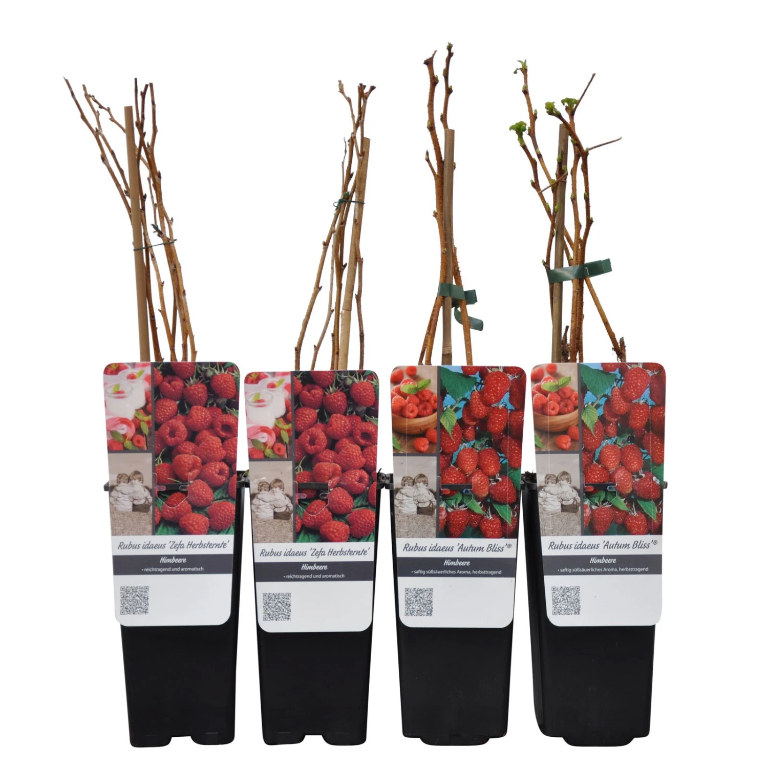 Herbsthimbeeren, Blissy® Autumn Bliss + Zefa 3, 4er-Set, Topf Je 2 Liter 4 Herbsthimbeeren, Blissy® Autumn Bliss + Zefa 3, 4er-Set, Topf Je 2 Liter - Image 4