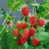Herbsthimbeeren 'Heritage', 4er-Set, Topf Je 2 Liter -Compo Verkaufsgeschäft 0480900198 Herbsthimbeere Heritage 4er Set1 76442