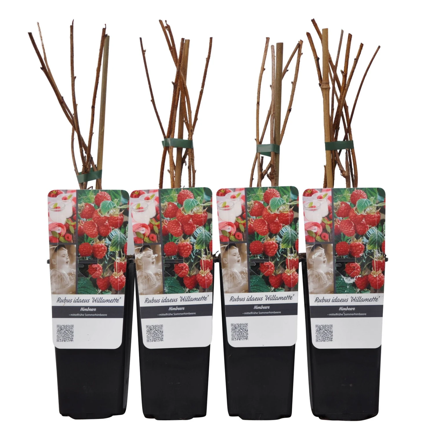 Sommerhimbeeren 'Willamette', 4er-Set, Topf Je 2 Liter 2 Sommerhimbeeren 'Willamette', 4er-Set, Topf Je 2 Liter - Image 2