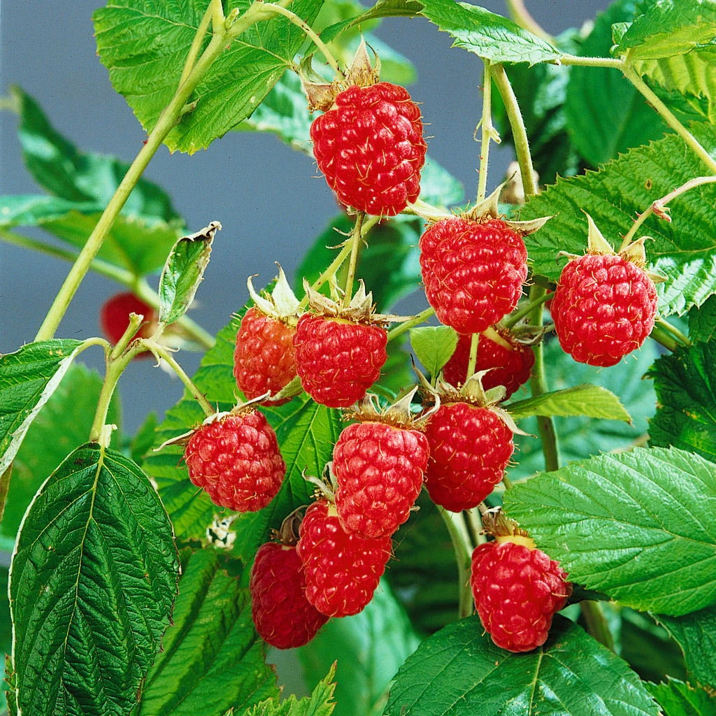 Sommerhimbeeren 'Willamette', 4er-Set, Topf Je 2 Liter 1 Sommerhimbeeren 'Willamette', 4er-Set, Topf Je 2 Liter