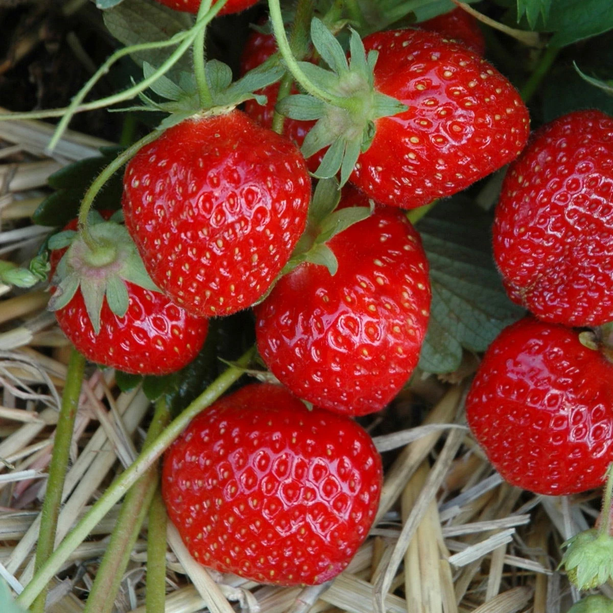 6er-Set Erdbeere Hummi® 'Gento', Je Im 9 Cm Topf 3 6er-Set Erdbeere Hummi® 'Gento', Je Im 9 Cm Topf - Image 3