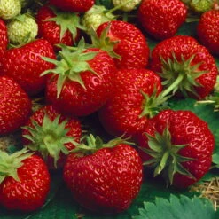 6er-Set Erdbeere Hummi® 'Merosa' öftertragend, Je Im 9 Cm Topf -Compo Verkaufsgeschäft 0480910396 Hummi Merosa im 6er Set T92 neu 89653