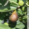 Feige 'Bornholm', Busch, Topf 5 Liter 6 Feige 'Bornholm', Busch, Topf 5 Liter -Compo Verkaufsgeschäft 0480940140 Ficus Bornholm Bornholms Diamant Feige Busch 105180