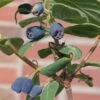 Sibirische Blaubeere, Lonicera Kamtschatika 'Blue Velvet'®, Blüte Weiß, Früchte Dunkelblau, Topf 5 L 7 Sibirische Blaubeere, Lonicera Kamtschatika 'Blue Velvet'®, Blüte Weiß, Früchte Dunkelblau, Topf 5 L -Compo Verkaufsgeschäft 0480950353 Lonicera kamtschatika Blue Velvet sib Blaubeere 75421
