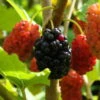 Maulbeere, Morus 'Mojo Berry'®, 3er-Set, Höhe 40-60 Cm, Topf 4,6 Liter -Compo Verkaufsgeschäft 0480950692 Morus rot Mojo Berry 3er Set 99630