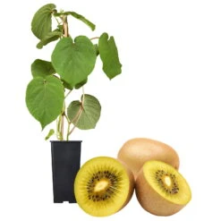 Gelbfruchtige Kiwi 'Golden Kiwi', 2er-Set, Topf 15 Cm Ø -Compo Verkaufsgeschäft 0480960140 Golden Kiwi Set inkl Befruchtersorte neu 88604
