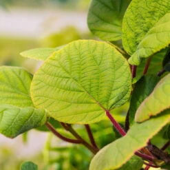 Grünfruchtige Kiwi 'Hayward', 2er-Set, Topf 15 Cm Ø 11 Grünfruchtige Kiwi 'Hayward', 2er-Set, Topf 15 Cm Ø -Compo Verkaufsgeschäft 0480960141 0480960142 Hayward 87665