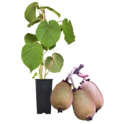 Grünfruchtige Kiwi 'Hayward', 2er-Set, Topf 15 Cm Ø 9 Grünfruchtige Kiwi 'Hayward', 2er-Set, Topf 15 Cm Ø -Compo Verkaufsgeschäft 0480960141 Kiwi Hayward Set inkl Befruchtersorte neu 88605