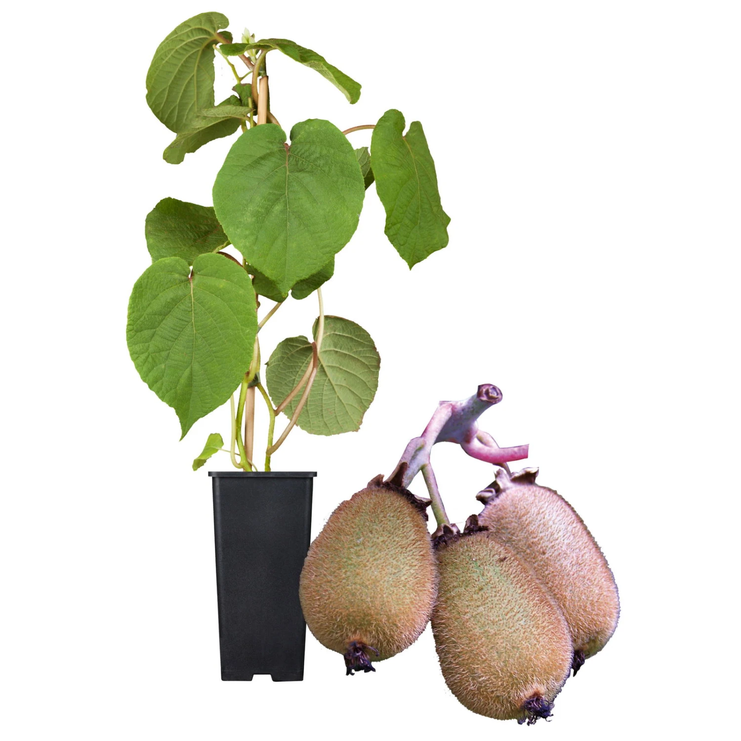 Grünfruchtige Kiwi 'Hayward', 2er-Set, Topf 15 Cm Ø 3 Grünfruchtige Kiwi 'Hayward', 2er-Set, Topf 15 Cm Ø - Image 3