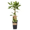 Weibliche Minikiwi 'Geneva', 2er-Set, Topf 15 Cm Ø -Compo Verkaufsgeschäft 0480960152 Actinidia arguta Geneva 2er Set Kiwi weibl 030040 15er Topf WEB 98300