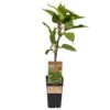 Männliche Kiwi 'Atlas', Topf-Ø 15 Cm, 2er-Set 14 Männliche Kiwi 'Atlas', Topf-Ø 15 Cm, 2er-Set -Compo Verkaufsgeschäft 0480960156 Actinidia chin Atlas 2er Set Kiwi maennl 030040 15er Topf WEB 98304