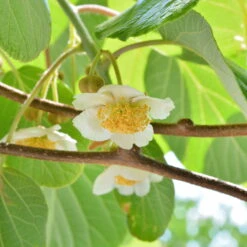 Männliche Kiwi 'Atlas', Topf-Ø 15 Cm, 2er-Set -Compo Verkaufsgeschäft 0480960156 Actinidia chin Atlas 2er Set 98208