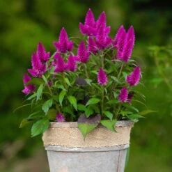 Federbusch 'Deep Purple' Lila, Topf-Ø 17 Cm, 2er-Set -Compo Verkaufsgeschäft 0610103088 Celosia argentea T17 Deep Purple H42 74299