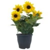 Sonnenblume 'Sunfinity'® Gelb, Topf-Ø 23 Cm -Compo Verkaufsgeschäft 0610103386 Helianthus T23 Sunfinity verzweigt 2 112597
