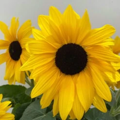 Sonnenblume 'Sunfinity'® Gelb, Topf-Ø 23 Cm -Compo Verkaufsgeschäft 0610103386 Helianthus T23 Sunfinity verzweigt 5 112579