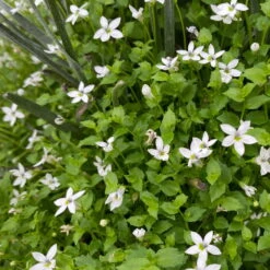 Craspedia & Isotoma Gelb & Weiß, Topf-Ø 23 Cm -Compo Verkaufsgeschäft 0610103605 Craspedia mit Isotoma 1 114850