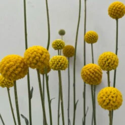 Craspedia & Isotoma Gelb & Weiß, Topf-Ø 23 Cm -Compo Verkaufsgeschäft 0610103605 Craspedia mit Isotoma 2 114849