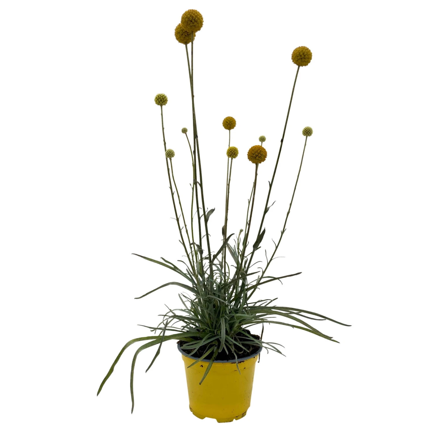 Craspedia Gelb, Topf-Ø 12 Cm, Höhe Ca. 25 Cm 2 Craspedia Gelb, Topf-Ø 12 Cm, Höhe Ca. 25 Cm – Bild 2