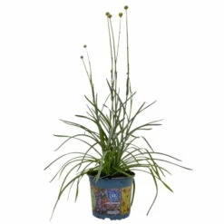 Craspedia Gelb, Topf-Ø 12 Cm, Höhe Ca. 25 Cm 20 Craspedia Gelb, Topf-Ø 12 Cm, Höhe Ca. 25 Cm -Compo Verkaufsgeschäft 0610103620 Craspedia Golf Beauty gelb 3er Set 1 114073