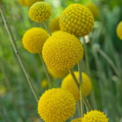 Craspedia Gelb, Topf-Ø 12 Cm, Höhe Ca. 25 Cm 19 Craspedia Gelb, Topf-Ø 12 Cm, Höhe Ca. 25 Cm -Compo Verkaufsgeschäft 0610103620 Craspedia Golf Beauty gelb H25 3er Set1 111412