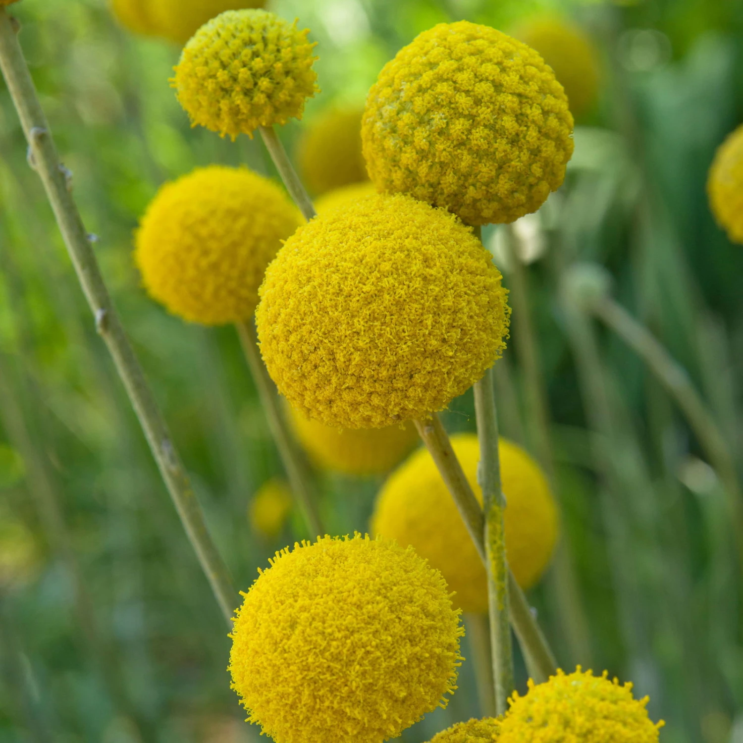 Craspedia Gelb, Topf-Ø 12 Cm, Höhe Ca. 25 Cm 8 Craspedia Gelb, Topf-Ø 12 Cm, Höhe Ca. 25 Cm – Bild 8