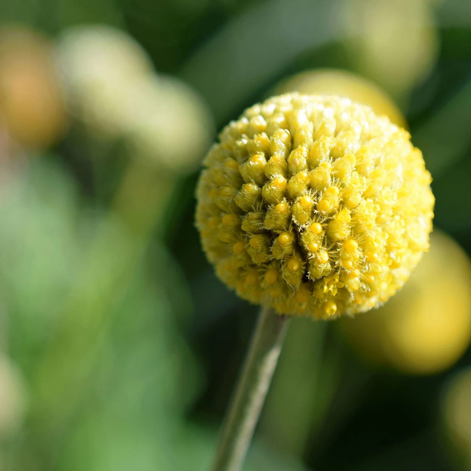 Craspedia Gelb, Topf-Ø 12 Cm, Höhe Ca. 25 Cm 7 Craspedia Gelb, Topf-Ø 12 Cm, Höhe Ca. 25 Cm – Bild 7