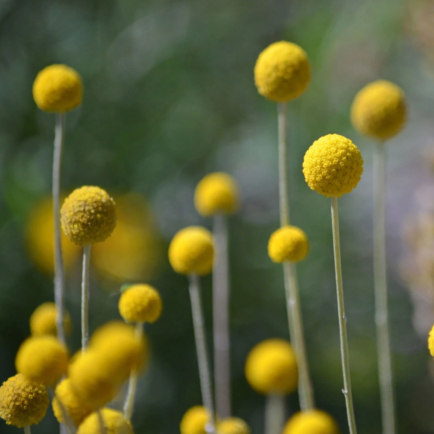 Craspedia Gelb, Topf-Ø 12 Cm, Höhe Ca. 25 Cm 6 Craspedia Gelb, Topf-Ø 12 Cm, Höhe Ca. 25 Cm – Bild 6