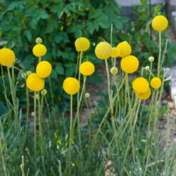 Craspedia Gelb, Topf-Ø 12 Cm, Höhe Ca. 25 Cm 16 Craspedia Gelb, Topf-Ø 12 Cm, Höhe Ca. 25 Cm -Compo Verkaufsgeschäft 0610103620 Craspedia Golf Beauty gelb H25 3er Set4 111409