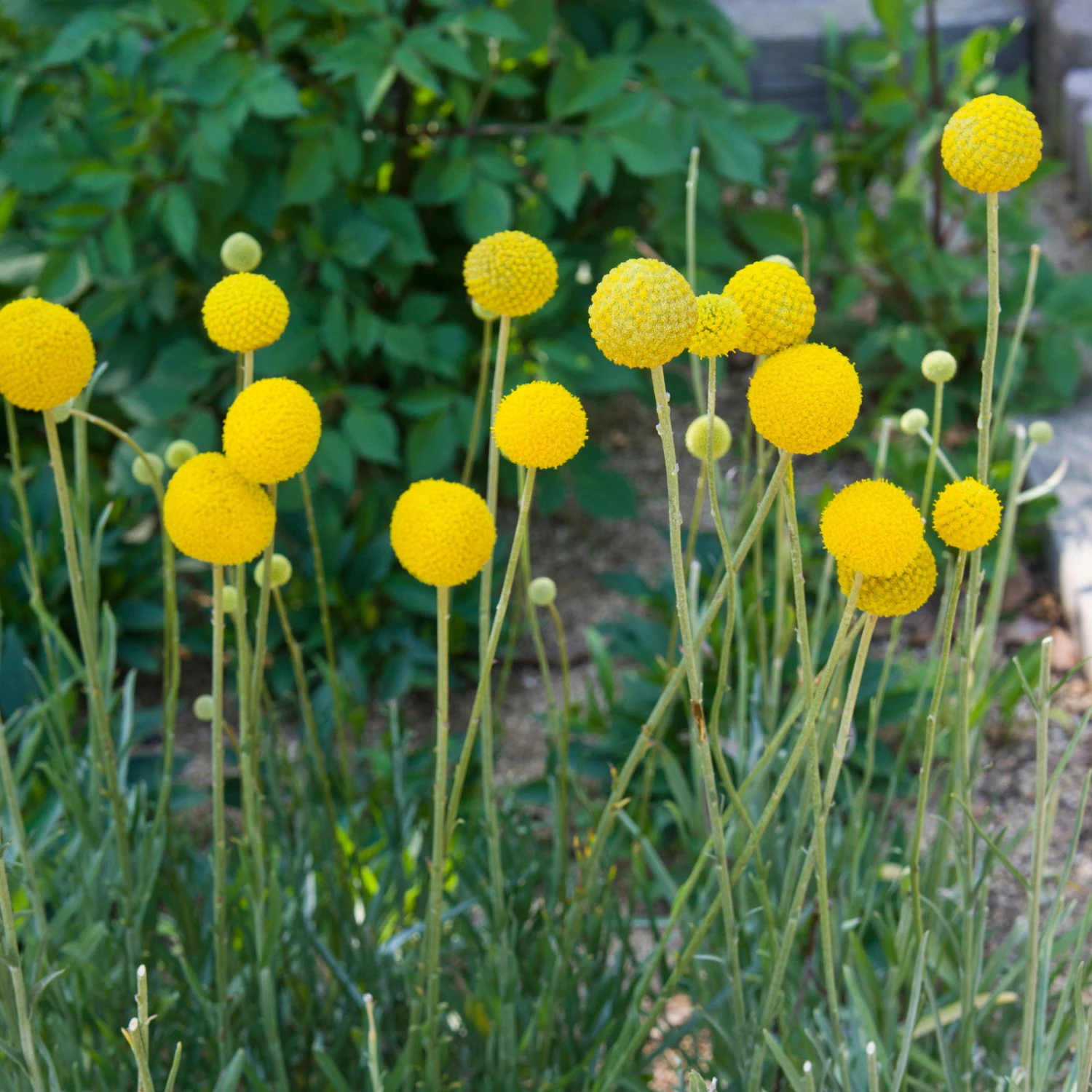 Craspedia Gelb, Topf-Ø 12 Cm, Höhe Ca. 25 Cm 5 Craspedia Gelb, Topf-Ø 12 Cm, Höhe Ca. 25 Cm – Bild 5