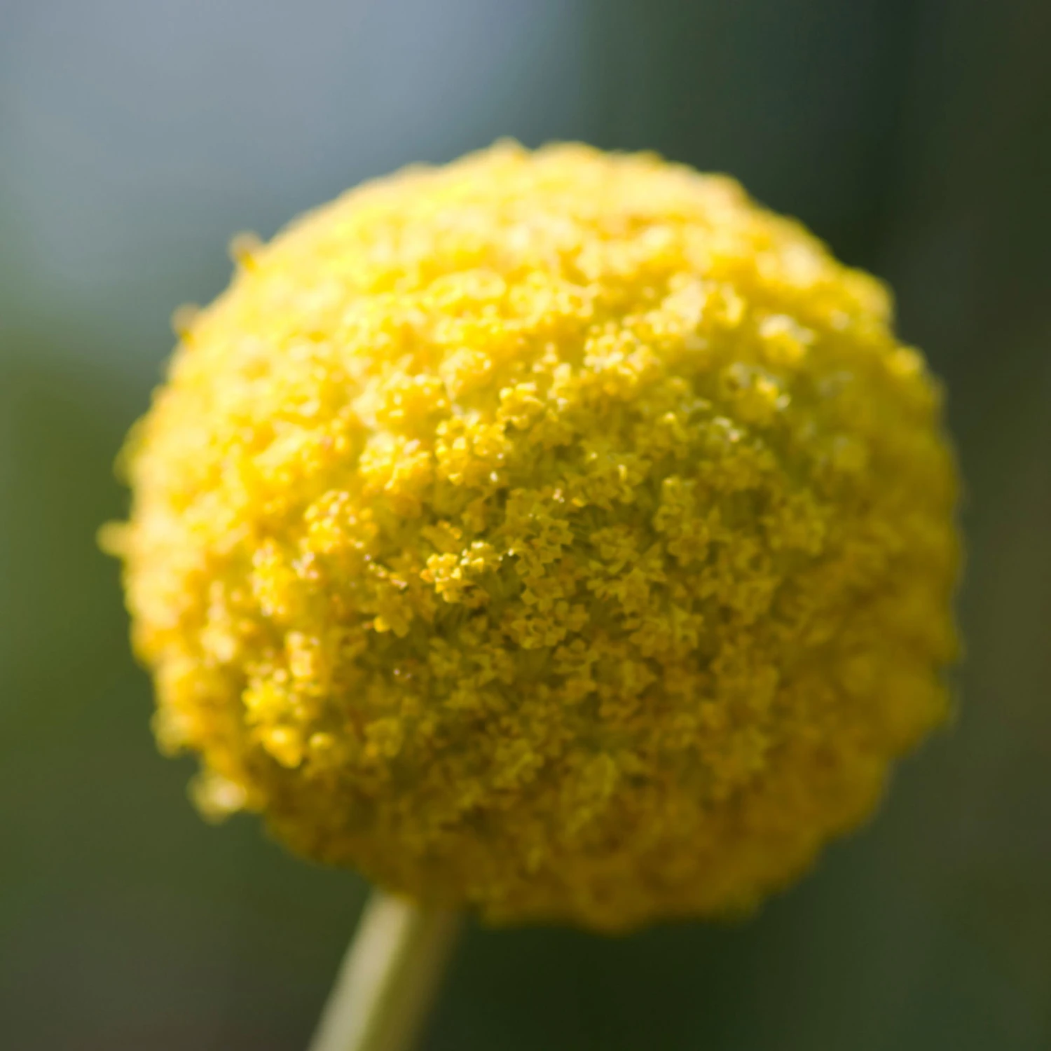 Craspedia Gelb, Topf-Ø 12 Cm, Höhe Ca. 25 Cm 4 Craspedia Gelb, Topf-Ø 12 Cm, Höhe Ca. 25 Cm – Bild 4