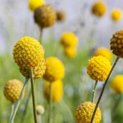 Craspedia Gelb, Topf-Ø 12 Cm, Höhe Ca. 25 Cm 14 Craspedia Gelb, Topf-Ø 12 Cm, Höhe Ca. 25 Cm -Compo Verkaufsgeschäft 0610103620 Craspedia Golf Beauty gelb H25 3er Set6 111407