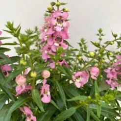 Angelonia 'Trio' Rosa-weiß-lila/blau, Topf-Ø 19 Cm, 2er-Set -Compo Verkaufsgeschäft 0610103638 Angelonia Trio T19 rosa weiss blau 2er Set 2 111871