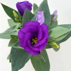 Lisianthus, Farben Zufällig, Topf-Ø 10,5 Cm, 8er-Set -Compo Verkaufsgeschäft 0610103641 0610103642 Lisianthus blau 6er Set 11 111923