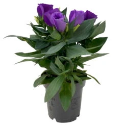 Lisianthus, Farben Zufällig, Topf-Ø 10,5 Cm, 8er-Set -Compo Verkaufsgeschäft 0610103641 0610103642 Lisianthus blau 6er Set 4 111934