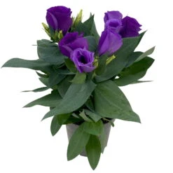 Lisianthus, Farben Zufällig, Topf-Ø 10,5 Cm, 8er-Set -Compo Verkaufsgeschäft 0610103641 0610103642 Lisianthus blau 6er Set 6 111935