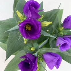 Lisianthus, Farben Zufällig, Topf-Ø 10,5 Cm, 8er-Set -Compo Verkaufsgeschäft 0610103641 0610103642 Lisianthus blau 6er Set 9 111922