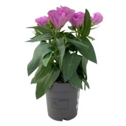 Lisianthus, Farben Zufällig, Topf-Ø 10,5 Cm, 8er-Set -Compo Verkaufsgeschäft 0610103641 0610103643 Lisianthus rosa 6er Set 1 111937