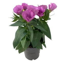 Lisianthus, Farben Zufällig, Topf-Ø 10,5 Cm, 8er-Set -Compo Verkaufsgeschäft 0610103641 0610103643 Lisianthus rosa 6er Set 2 111938