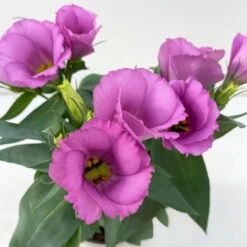Lisianthus Rosa, Topf-Ø 10,5 Cm, 8er-Set -Compo Verkaufsgeschäft 0610103641 0610103643 Lisianthus rosa 6er Set 3 111924 1